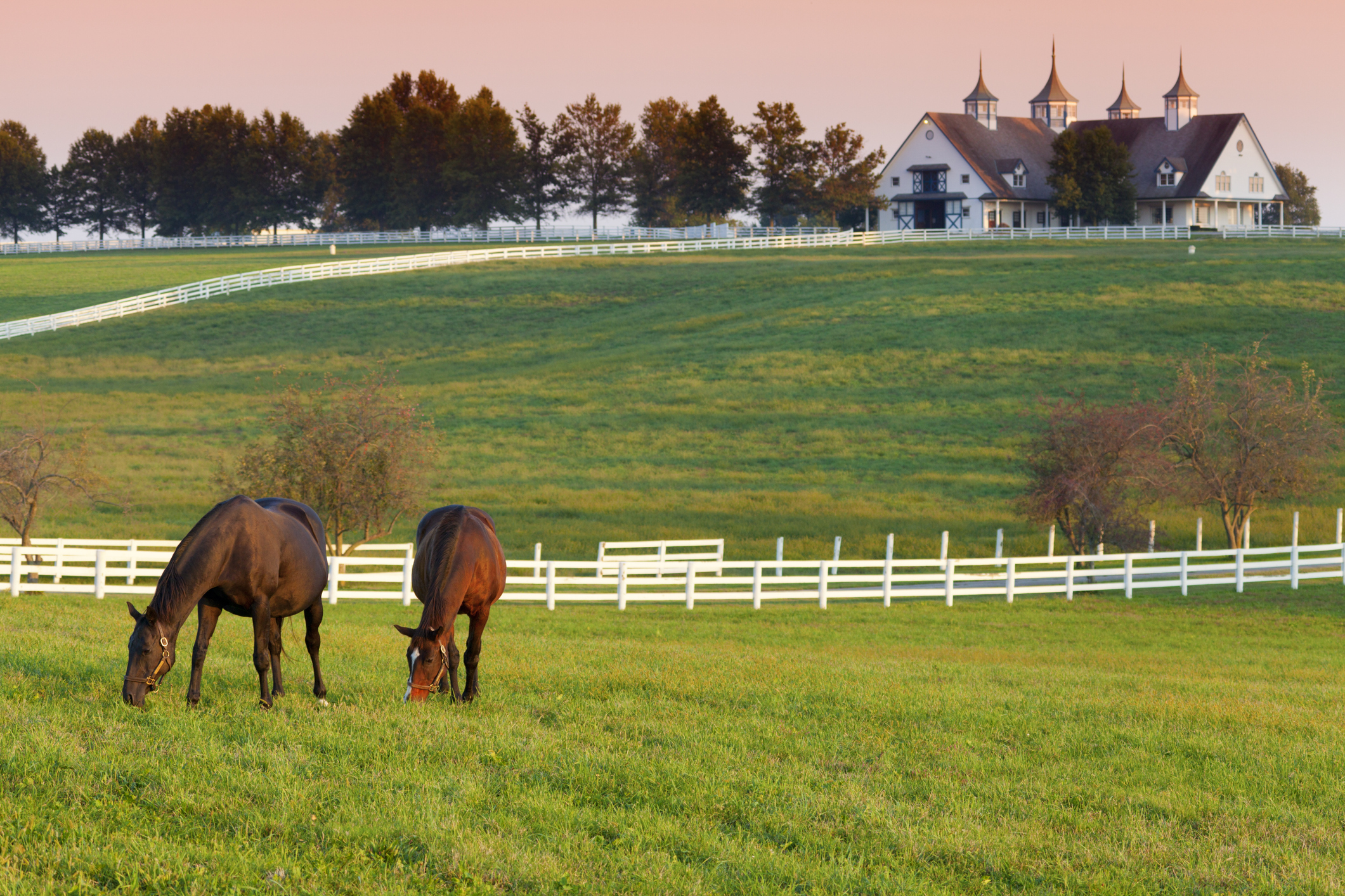 La Cresta Equestrian Living: Luxury Homes, Horse Properties & the Santa Rosa Plateau